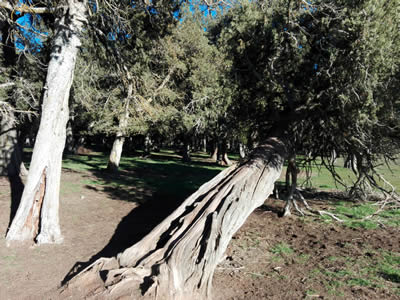 Reserva natural Sabinar de Calatañazor
