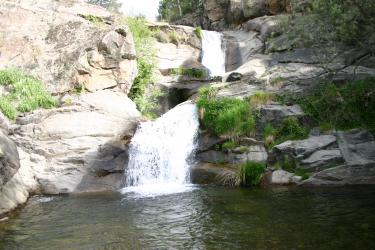 ARBILLAS Gredos-Avila