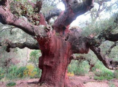 Los zufreiros del Frade - Monumento Natural de Las Médulas