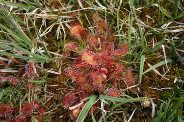 Sierra de Gredos. Drosera rotundifolia (Vegetación). (Avila)