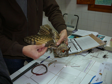 El CRAS de Valladolid: revisando aves