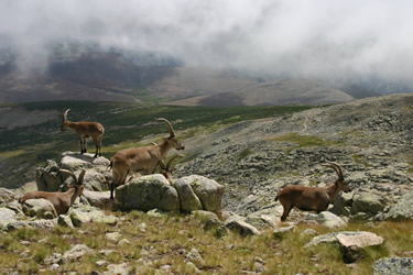 Sierra de Gredos. Cabra Montes Machos. Fauna (Avila)