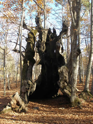 Senda El Castañar